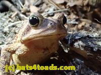 /home//u458753944/public_html/sourcegallery//Roxborough Toad Detour/2013-2019/2017/P4110687.JPG